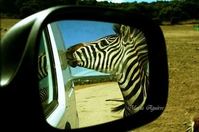 Safari Safari